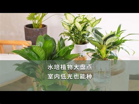 水種植物香港 綠色黃色搭配